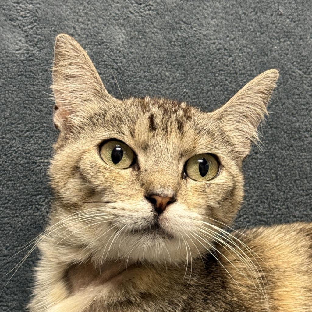 Lill, Adoptable, Young Female Domestic Short Hair.