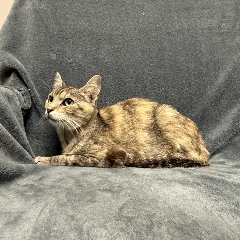 Lill, a Adoptable mixed breed in Brenham, TX image 4/6
