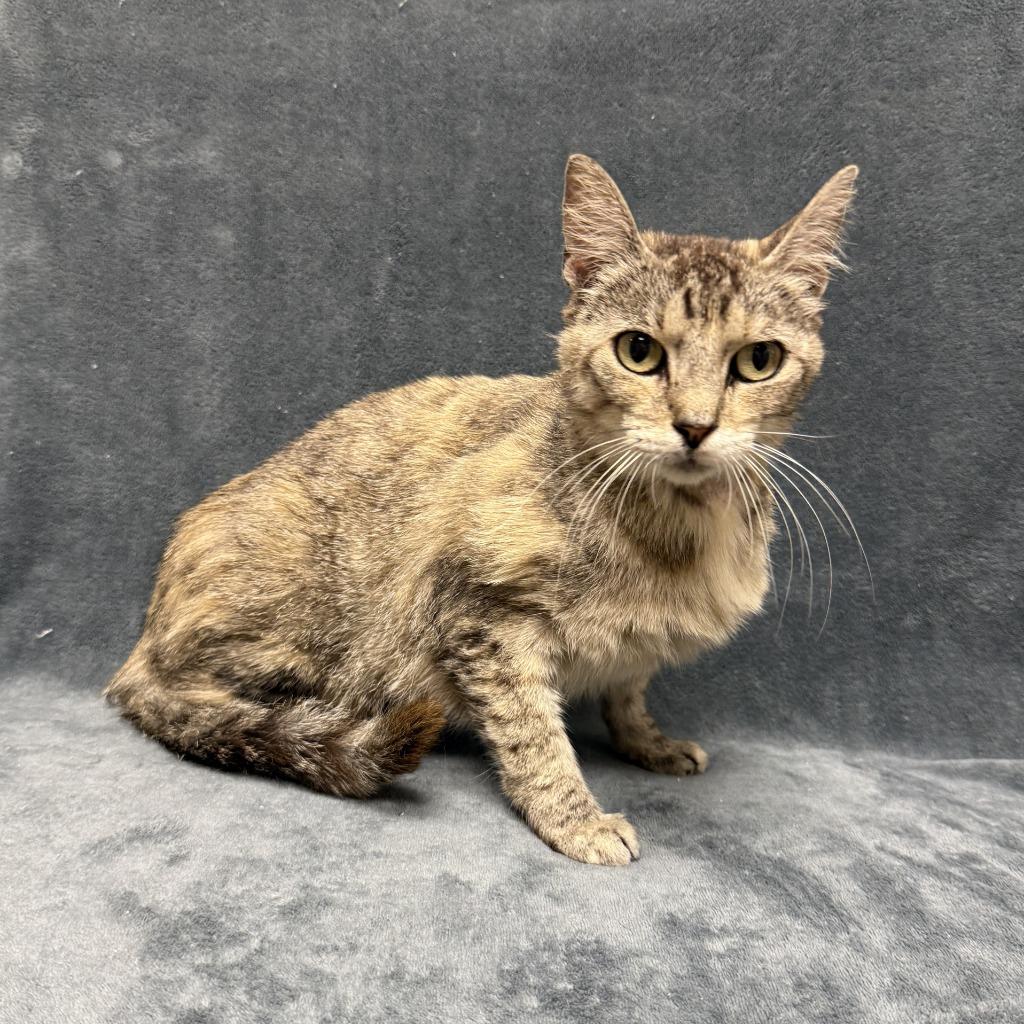 Lill, a Adoptable mixed breed in Brenham, TX image 5/6