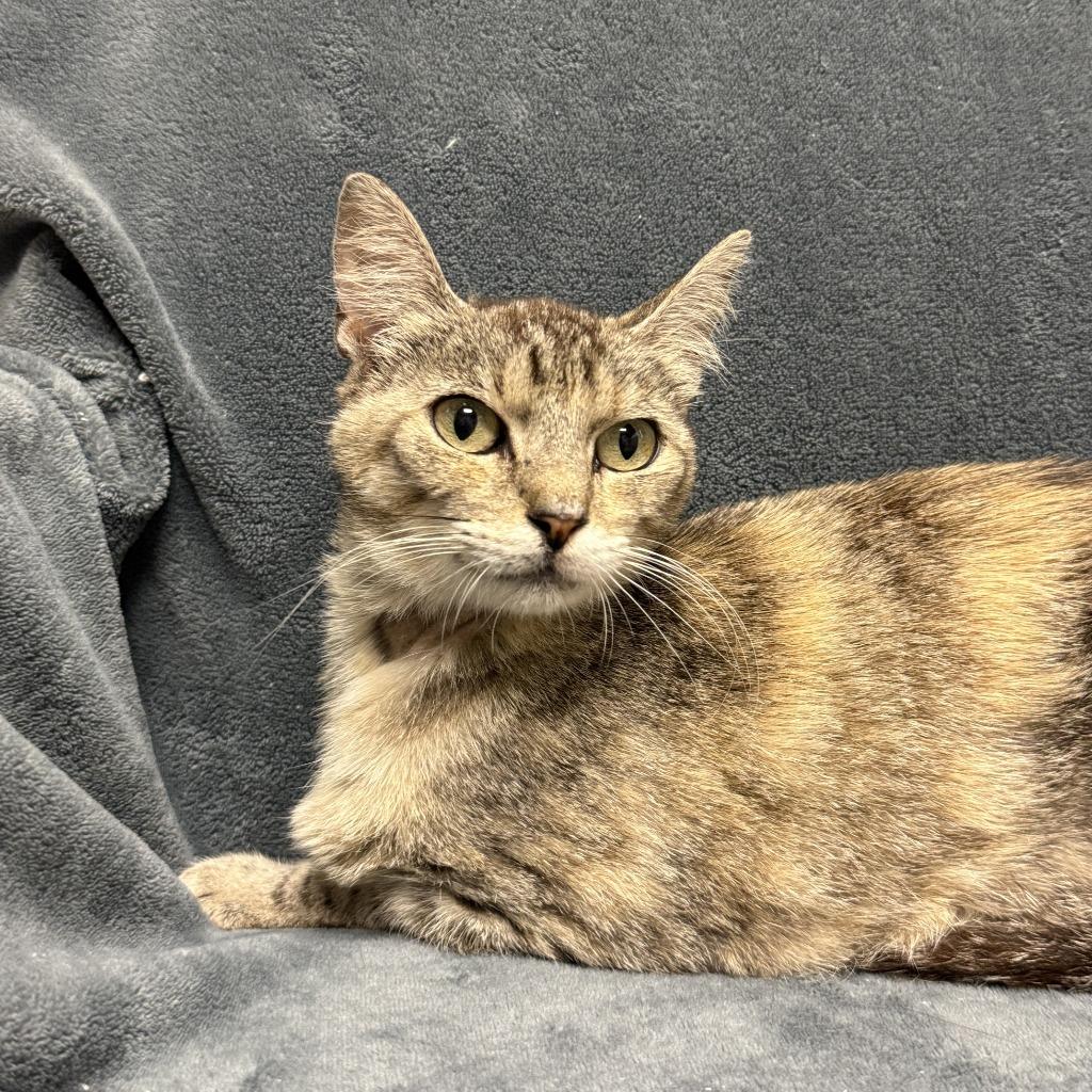 Lill, a Adoptable mixed breed in Brenham, TX image 6/6