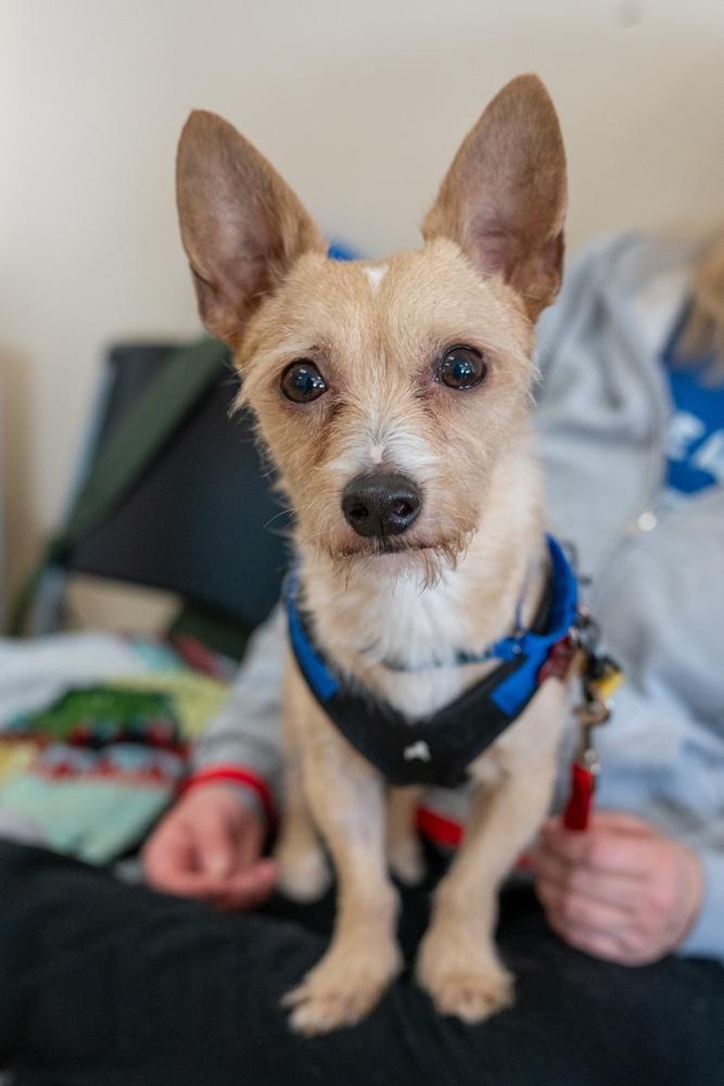 Mowgli, a Adoptable mixed breed in Mundelein, IL image 2/6