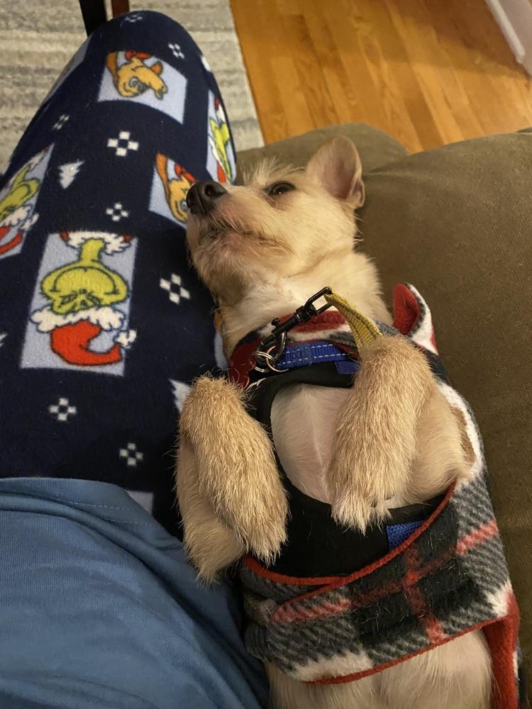 Mowgli, a Adoptable mixed breed in Mundelein, IL image 4/6