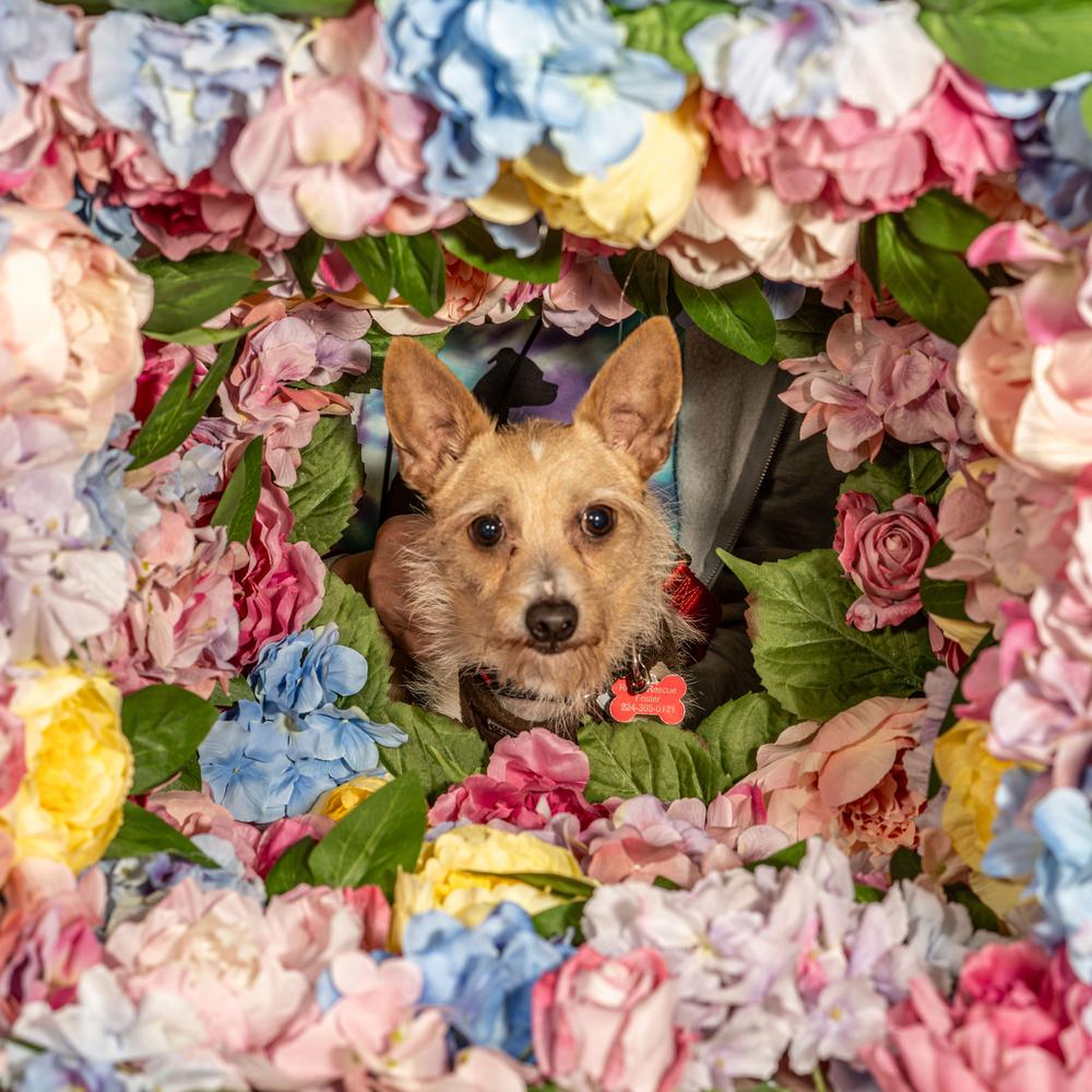 Enlarge Mowgli, a Adoptable mixed breed in Mundelein, IL image 4/6