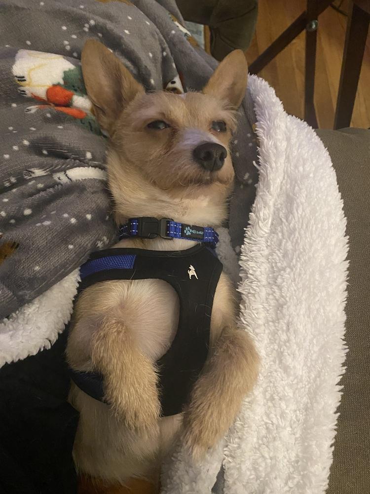 Mowgli, a Adoptable mixed breed in Mundelein, IL image 6/6