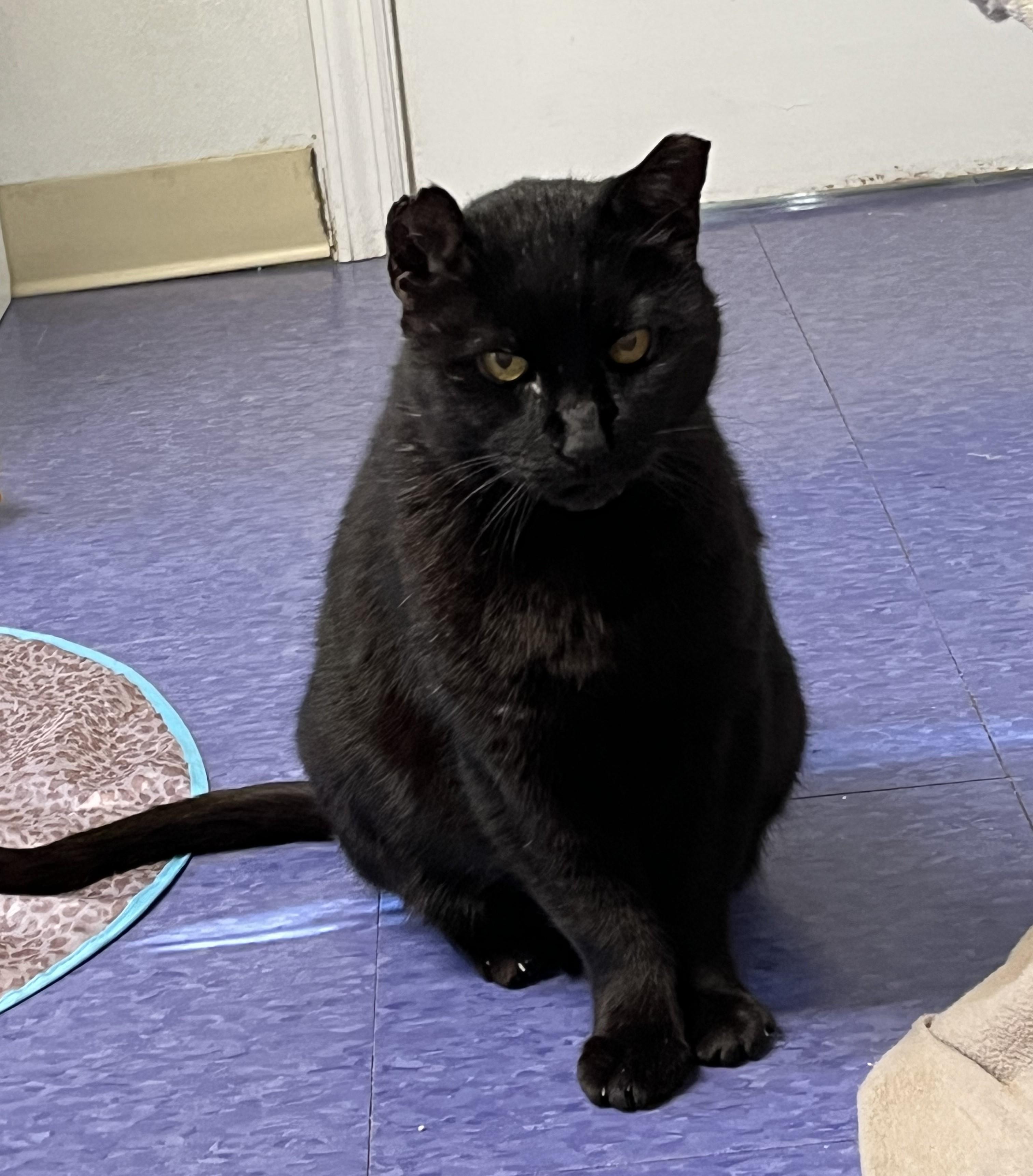 Enlarge Pudding, a Adoptable Domestic Short Hair in Harrison, NY image 3/4
