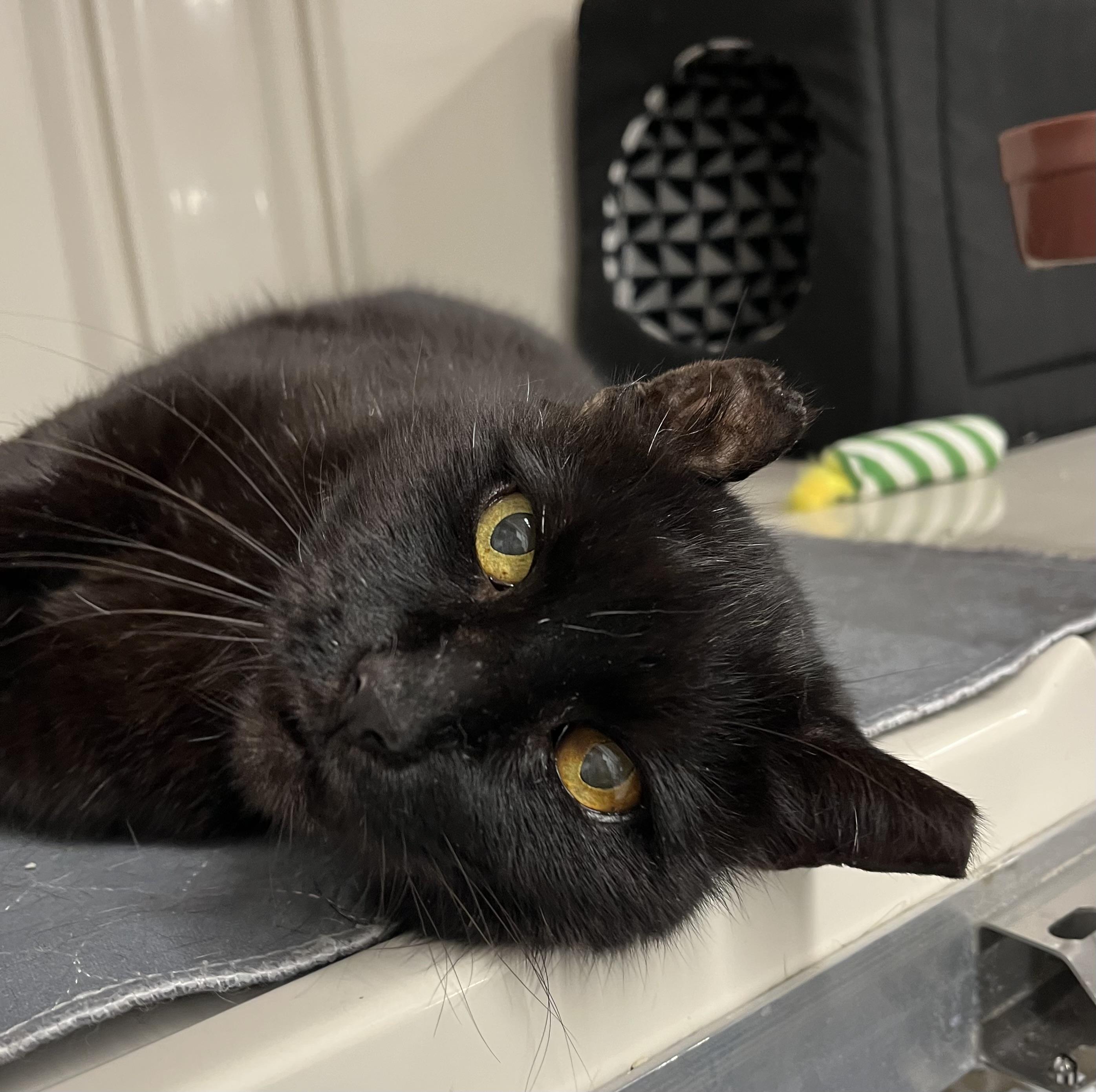 Enlarge Pudding, a Adoptable Domestic Short Hair in Harrison, NY image 4/4