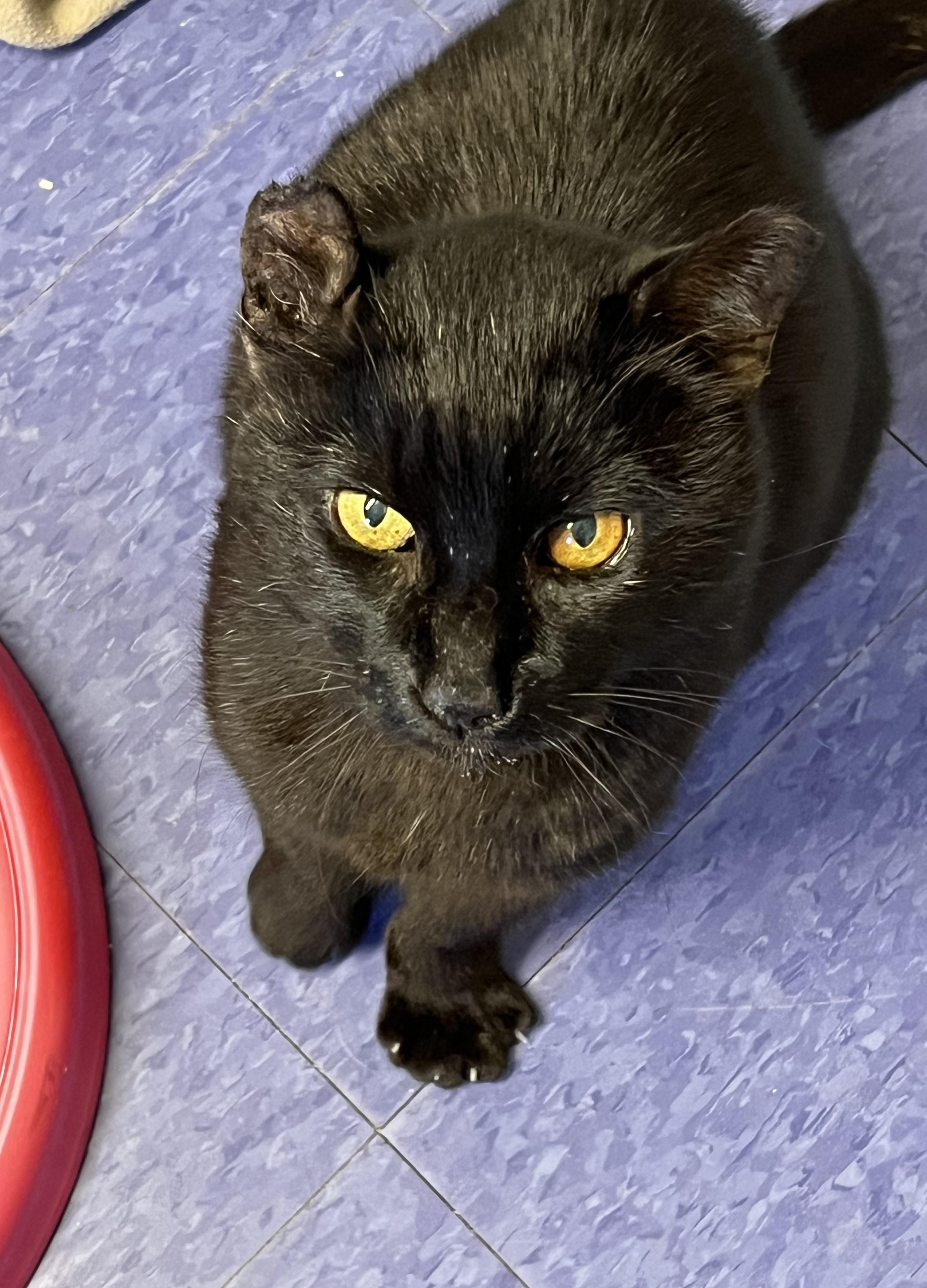 Enlarge Pudding, a Adoptable Domestic Short Hair in Harrison, NY image 2/4