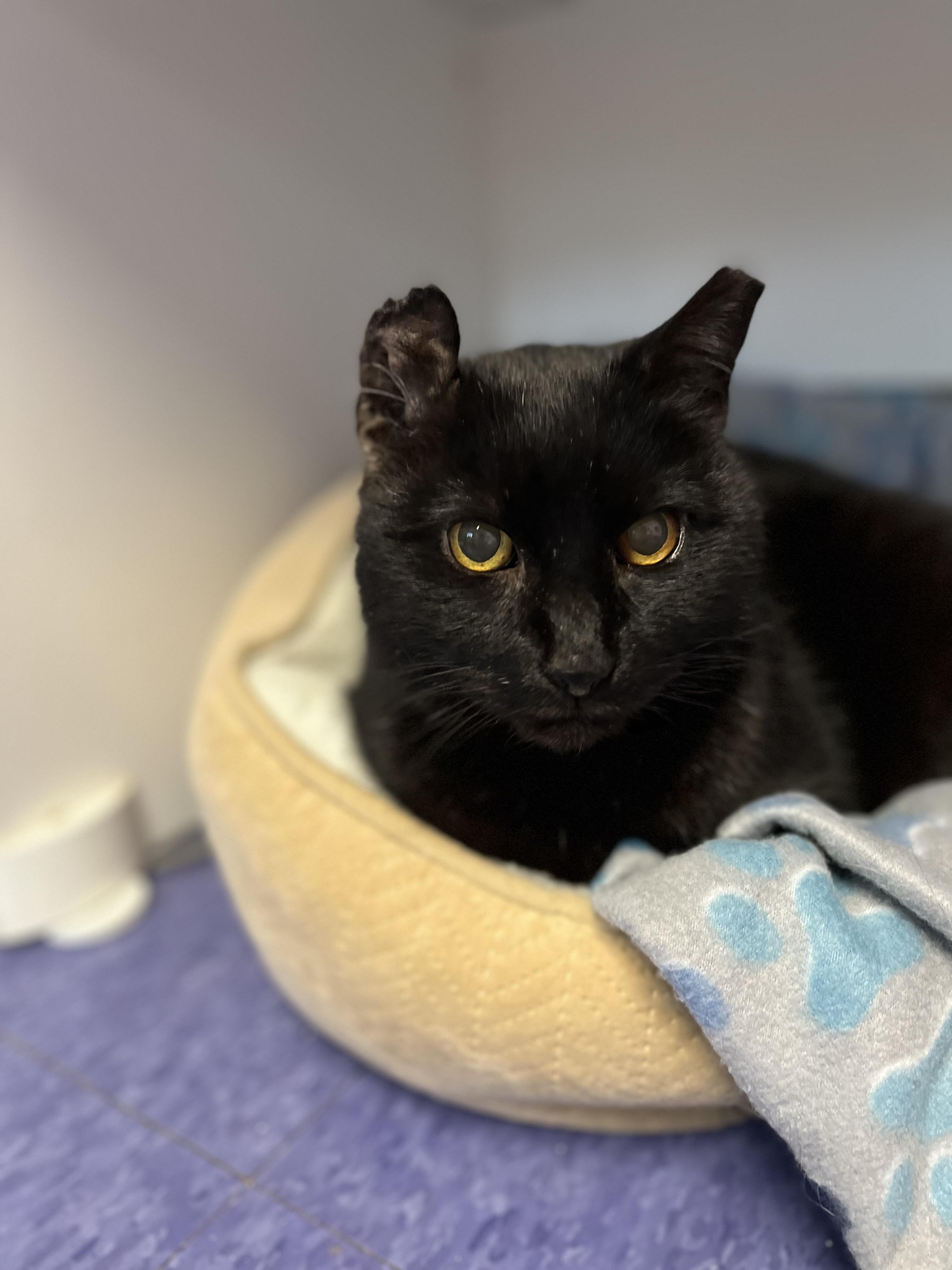 Pudding, Adoptable, Adult Male Domestic Short Hair.