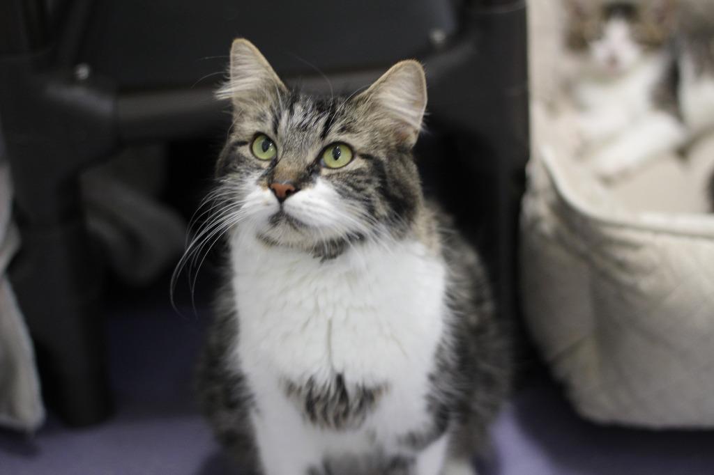 Enlarge Winter, a Adoptable mixed breed in Rockford, IL image 1/3