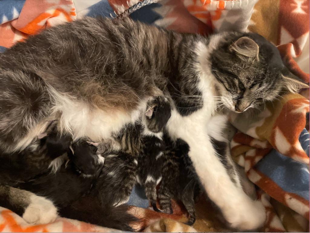 Enlarge Winter, a Adoptable mixed breed in Rockford, IL image 2/3