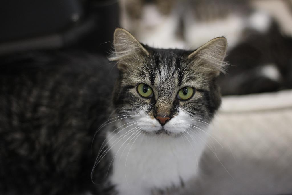 Enlarge Winter, a Adoptable mixed breed in Rockford, IL image 3/3