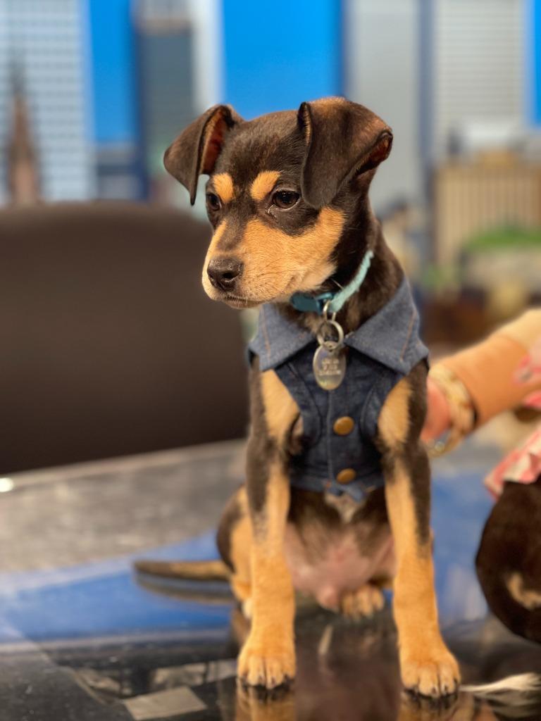 Johnny, Adoptable, Puppy Male Chihuahua & Terrier.