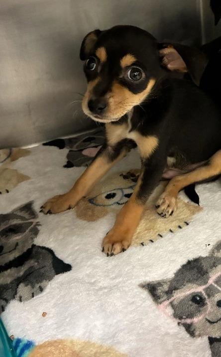 Enlarge Johnny, a Adoptable mixed breed in Tulsa, OK image 4/6