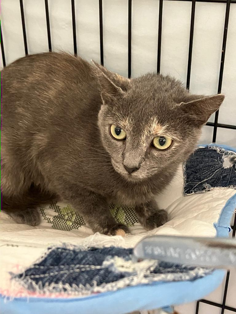 Stormy, a Adoptable mixed breed in Lunenburg, MA image 1/3