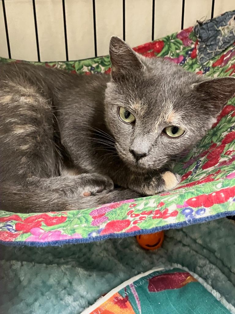 Stormy, a Adoptable mixed breed in Lunenburg, MA image 2/3