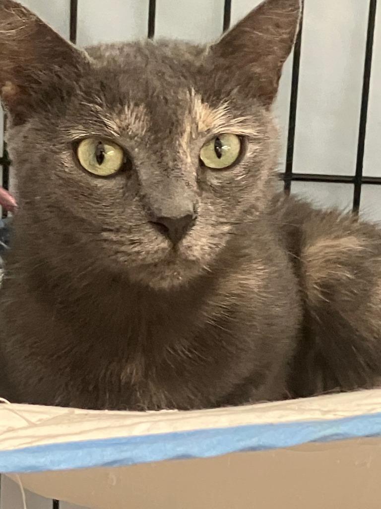 Stormy, a Adoptable mixed breed in Lunenburg, MA image 3/3