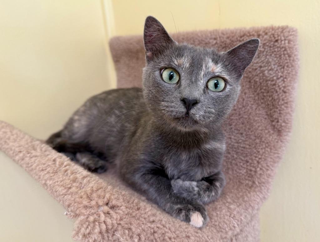 Stormy, Adoptable, Young Female Domestic Short Hair.