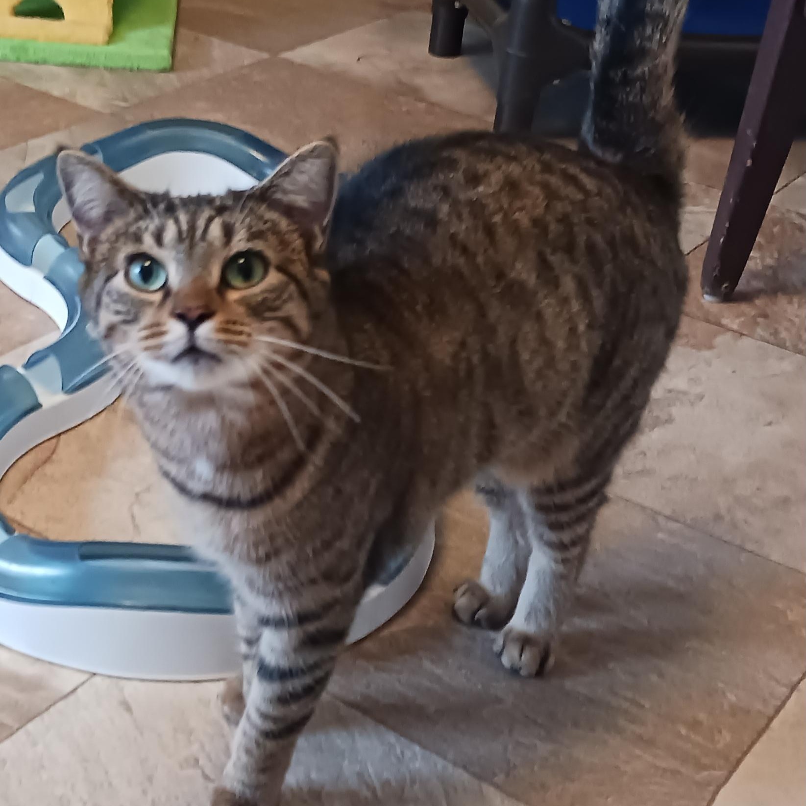 Turnip, a Adoptable Domestic Short Hair in St. Marys, WV image 4/4