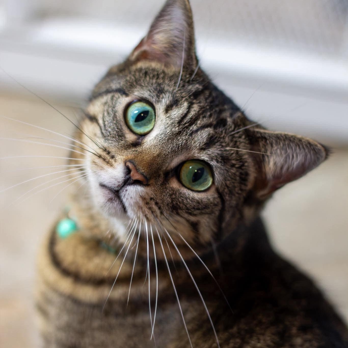 Turnip, a Adoptable Domestic Short Hair in St. Marys, WV image 1/5