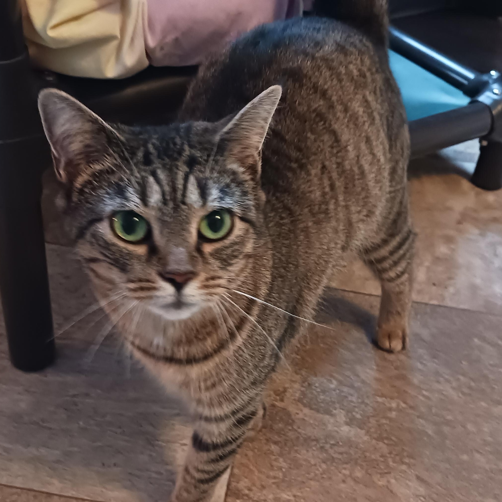 Turnip, a Adoptable Domestic Short Hair in St. Marys, WV image 3/4