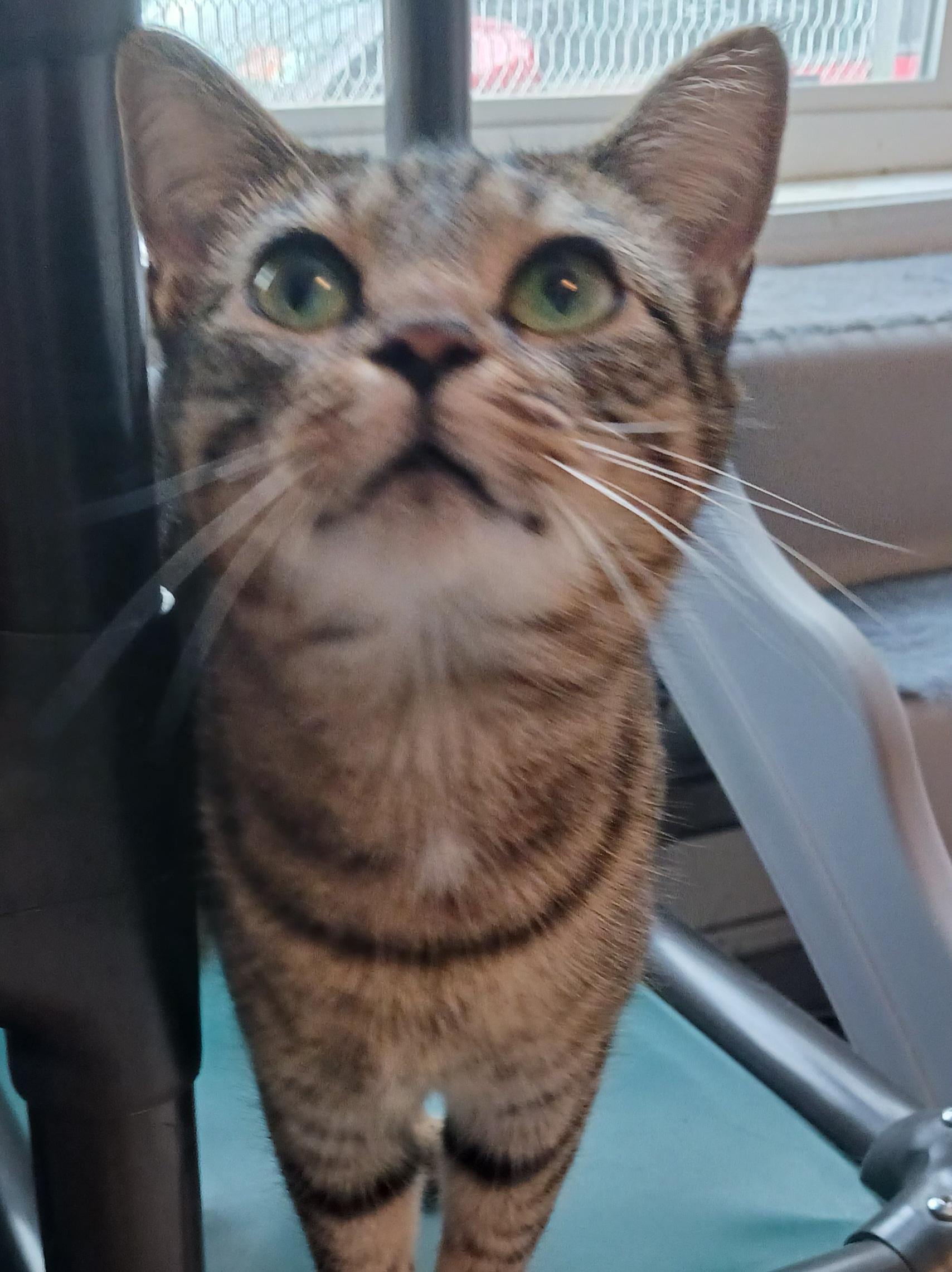 Turnip, a Adoptable Domestic Short Hair in St. Marys, WV image 2/4