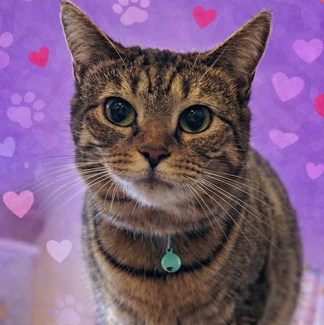 Turnip, a Adoptable Domestic Short Hair in St. Marys, WV image 1/4