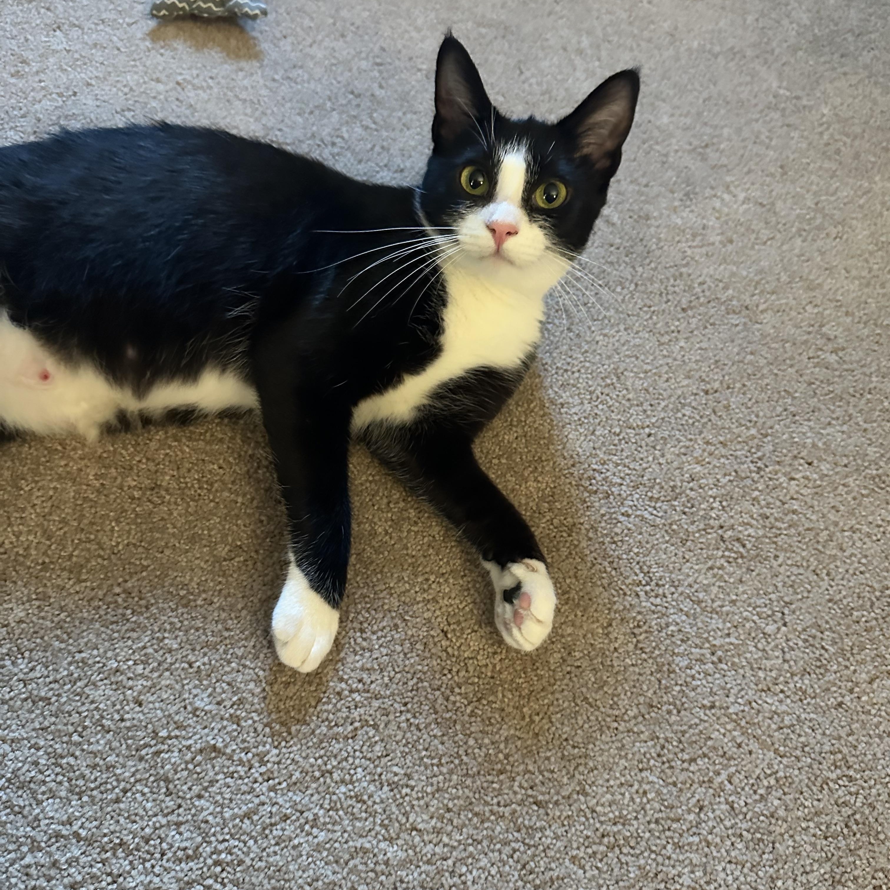 Enlarge Tzatziki, a Adoptable Domestic Short Hair in Lacona, NY image 5/6