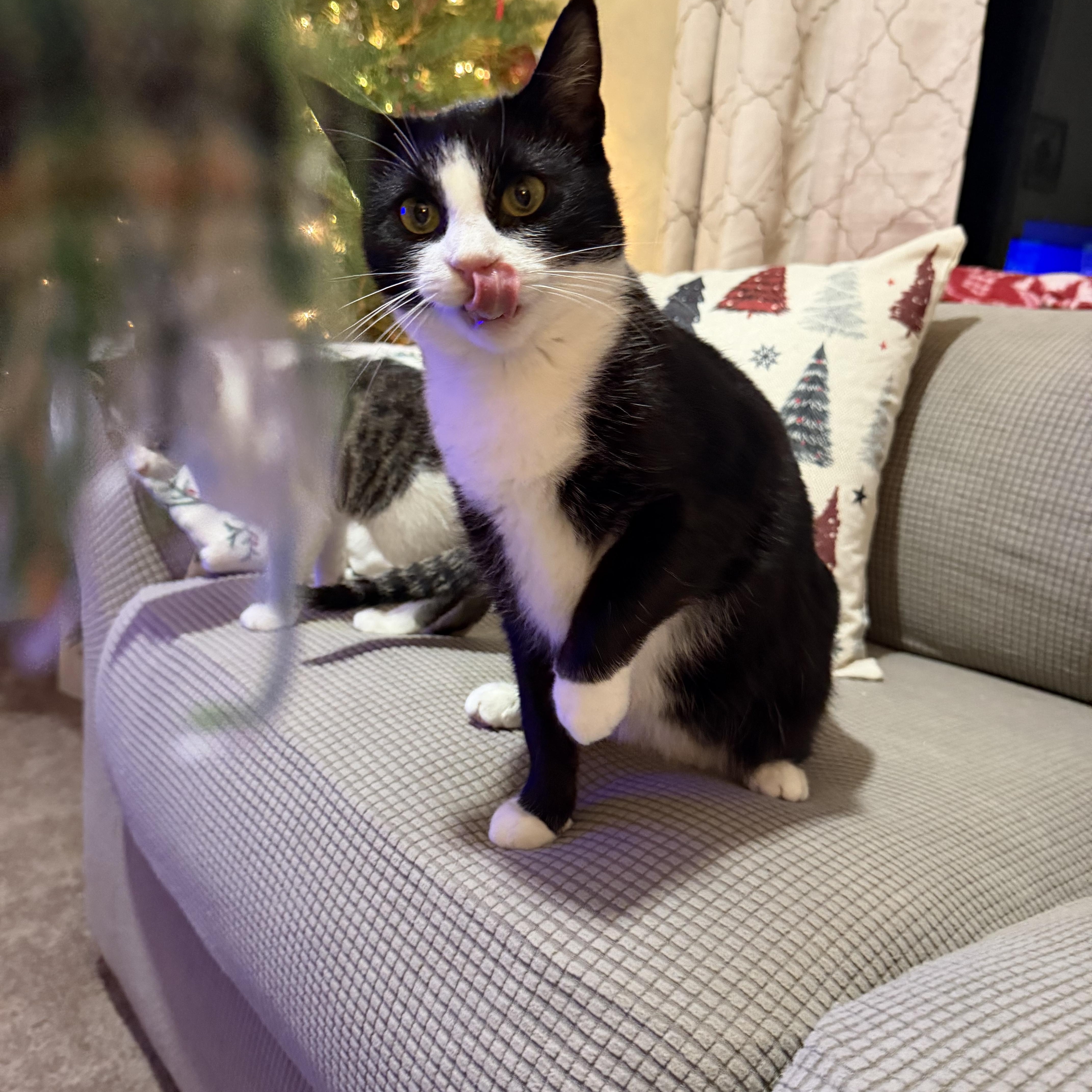 Enlarge Tzatziki, a Adoptable Domestic Short Hair in Lacona, NY image 1/6