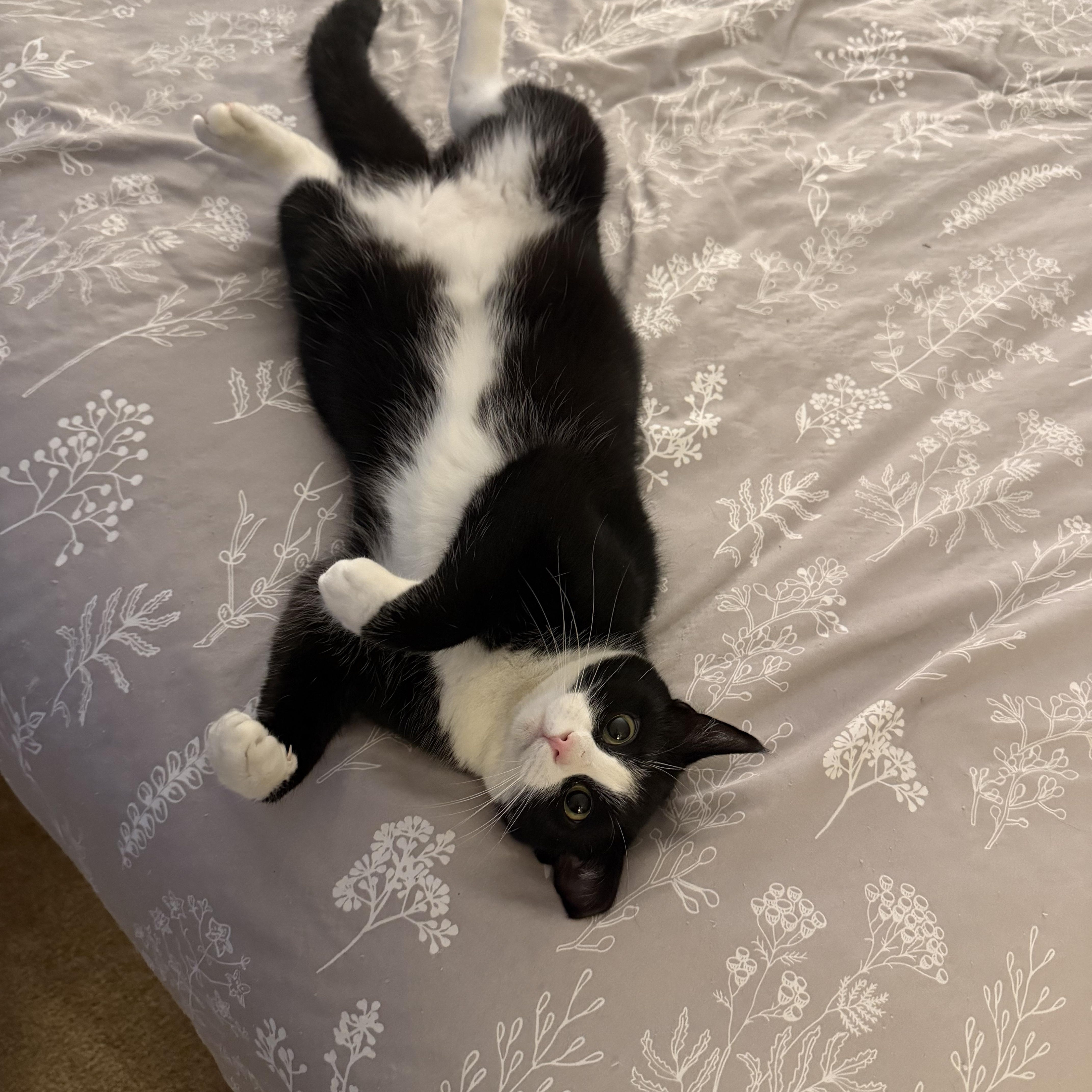 Tzatziki, a Adoptable Domestic Short Hair in Lacona, NY image 2/6