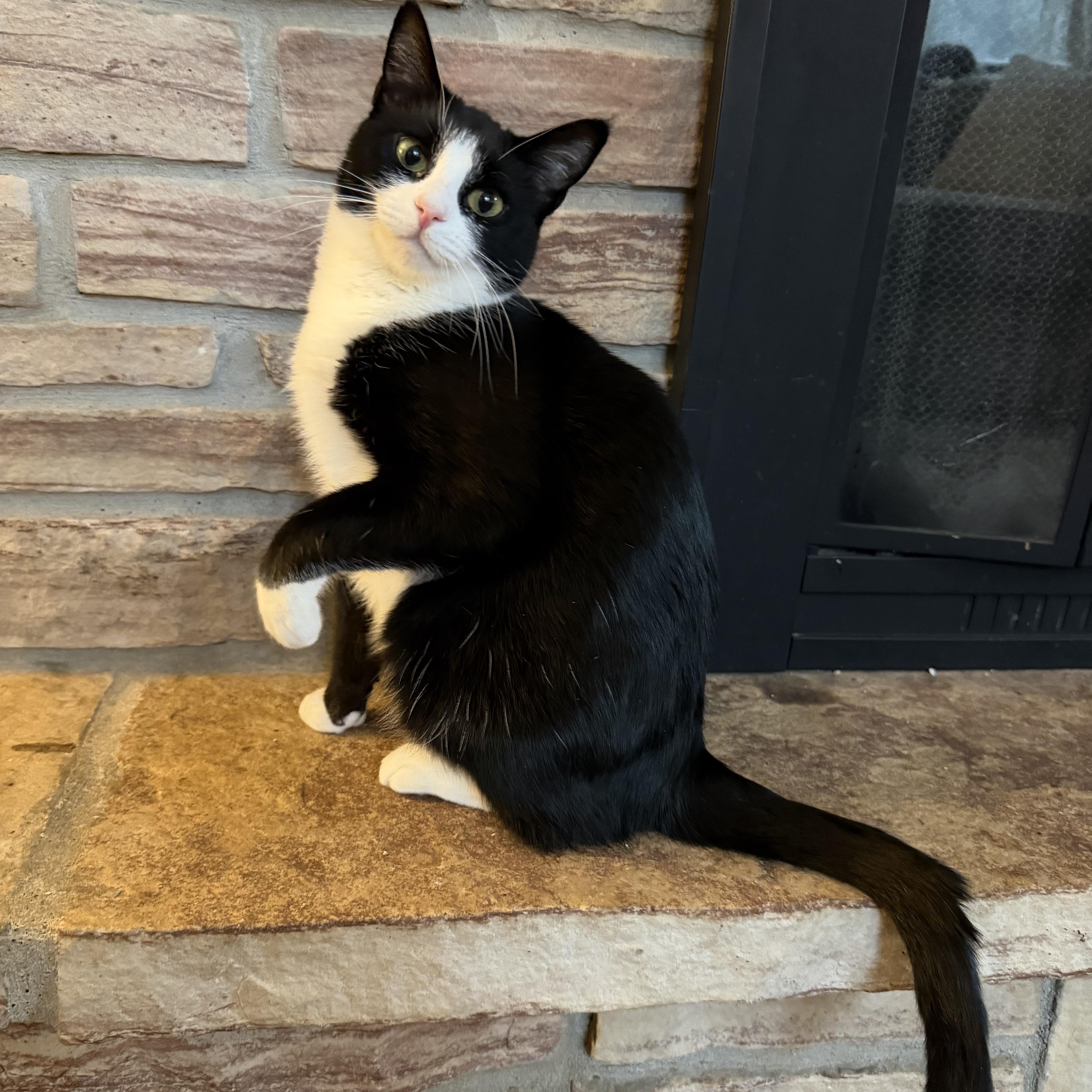 Enlarge Tzatziki, a Adoptable Domestic Short Hair in Lacona, NY image 6/6