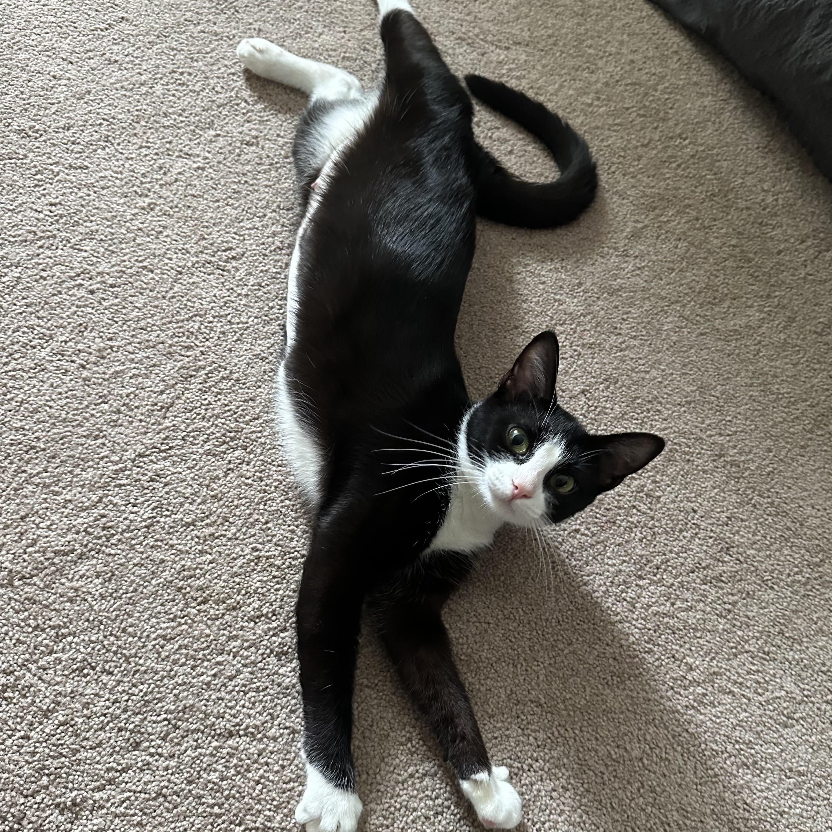 Enlarge Tzatziki, a Adoptable Domestic Short Hair in Lacona, NY image 6/6