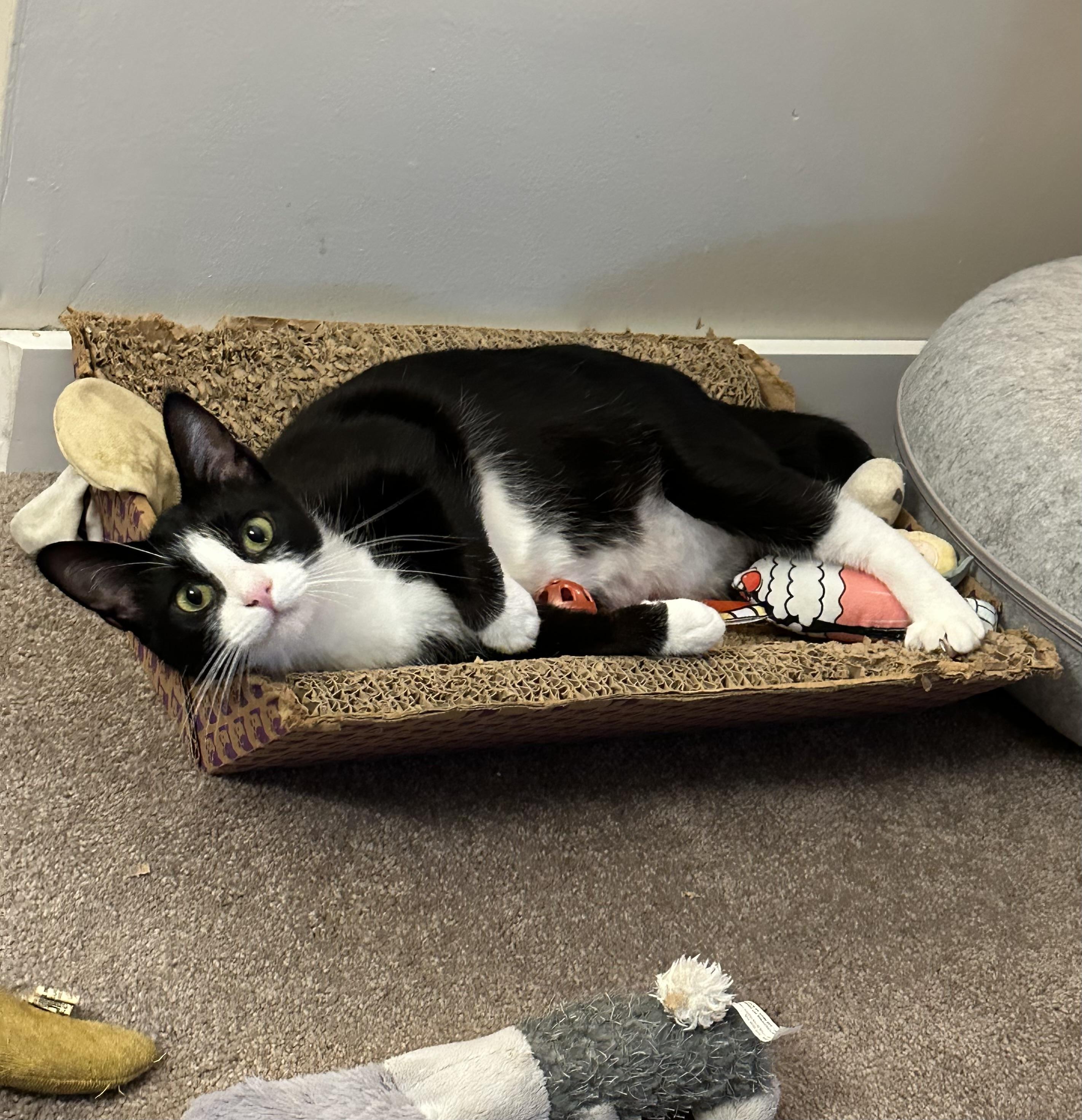 Enlarge Tzatziki, a Adoptable Domestic Short Hair in Lacona, NY image 4/6