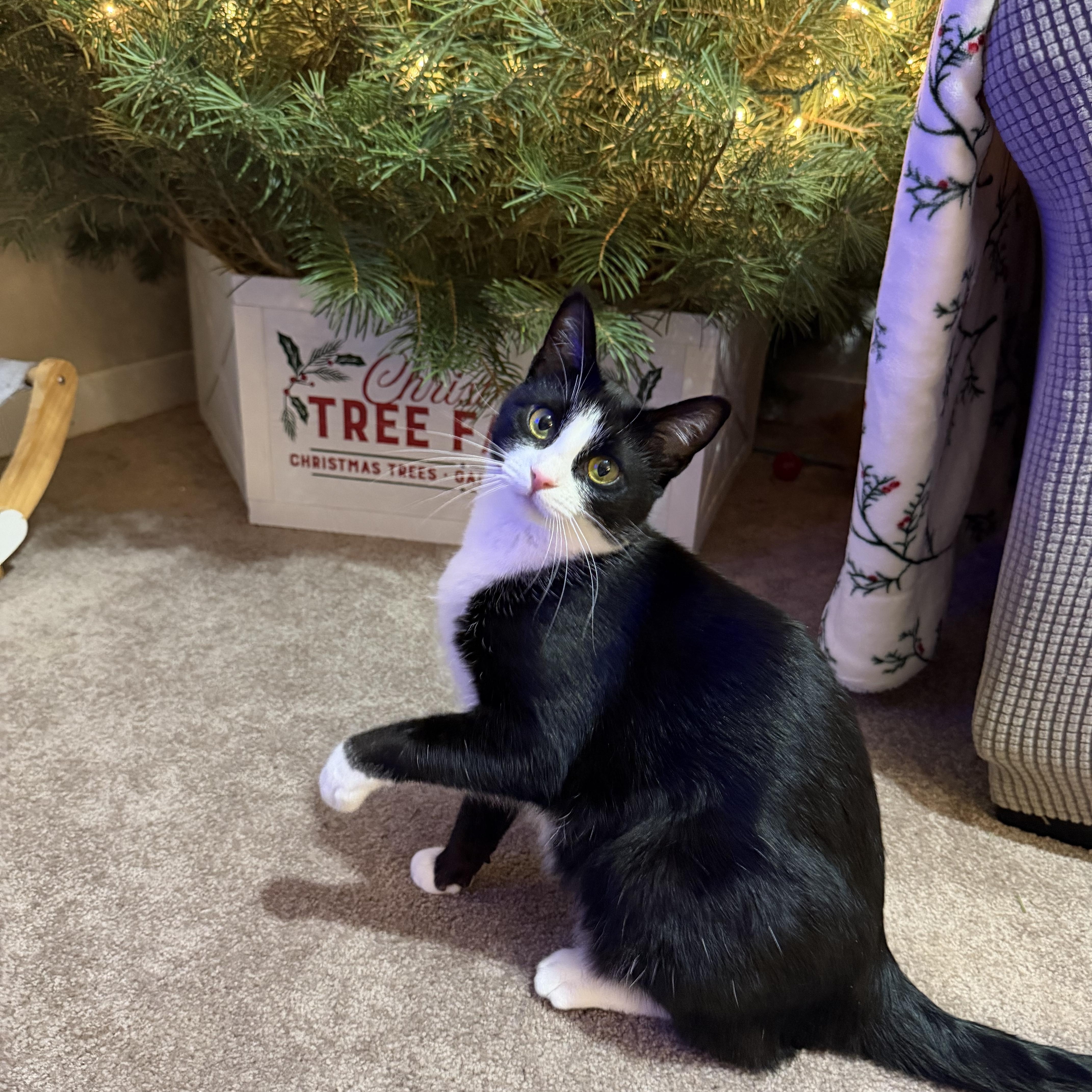 Enlarge Tzatziki, a Adoptable Domestic Short Hair in Lacona, NY image 2/6