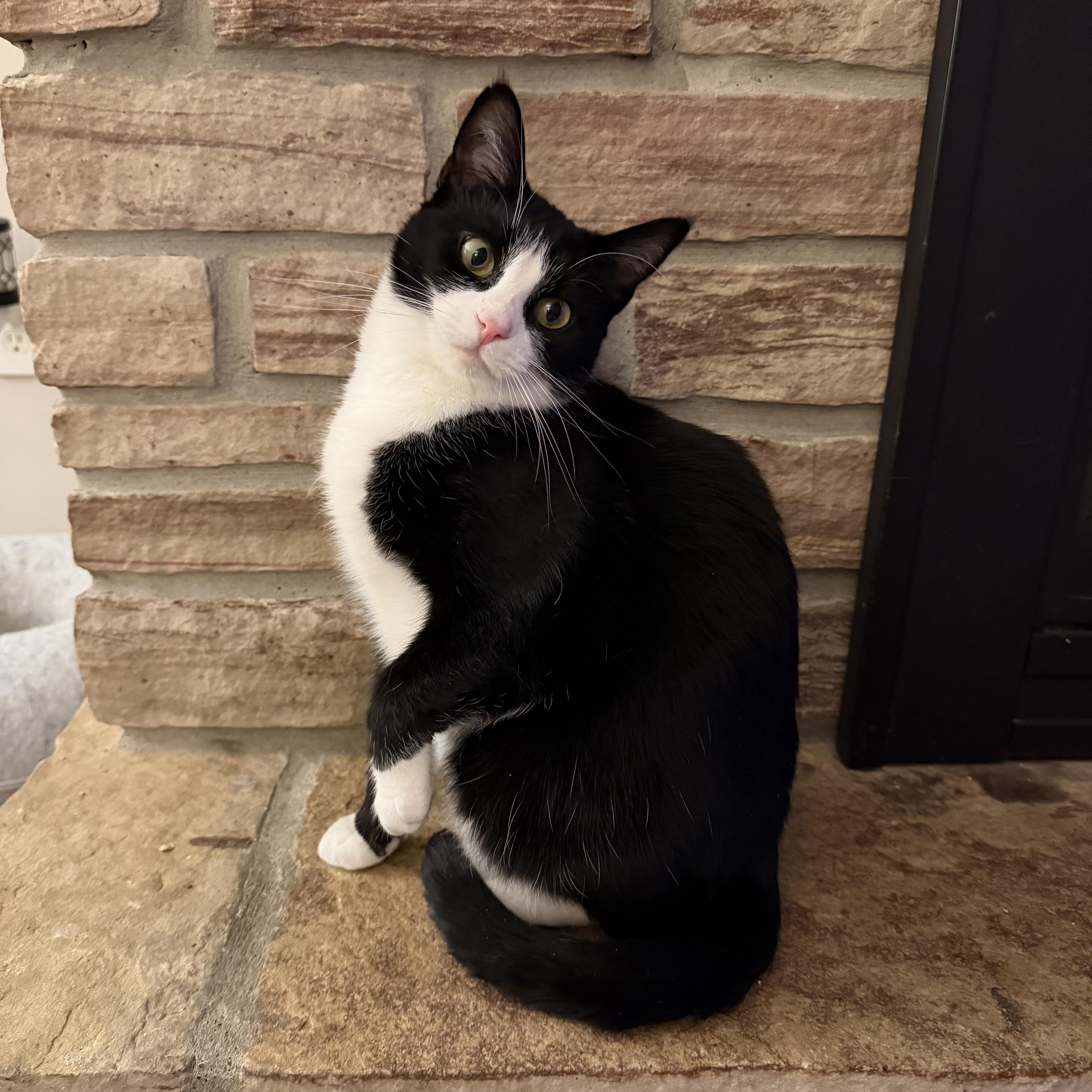 Tzatziki, a Adoptable Domestic Short Hair in Lacona, NY image 1/6