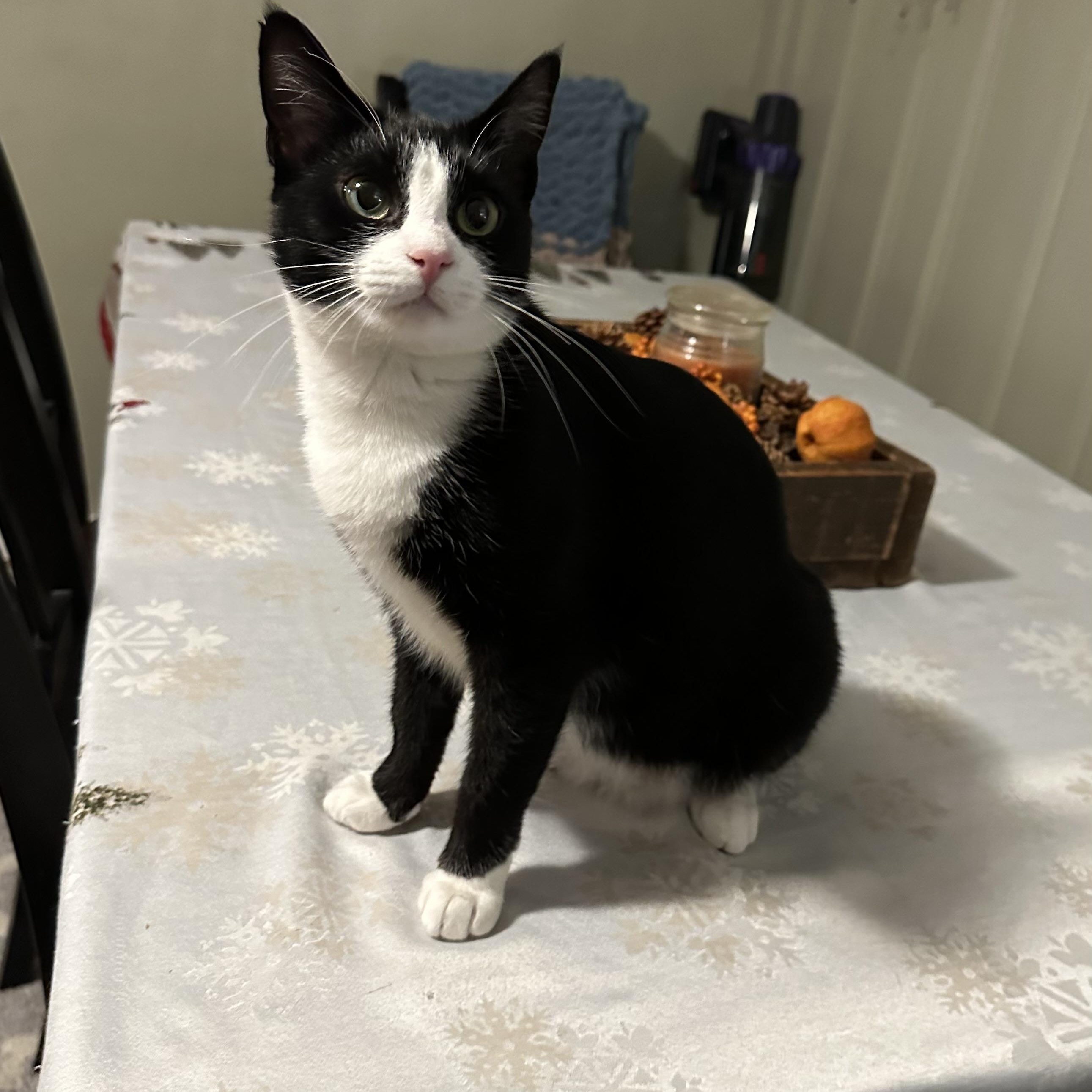 Tzatziki, Adoptable, Young Female Domestic Short Hair.