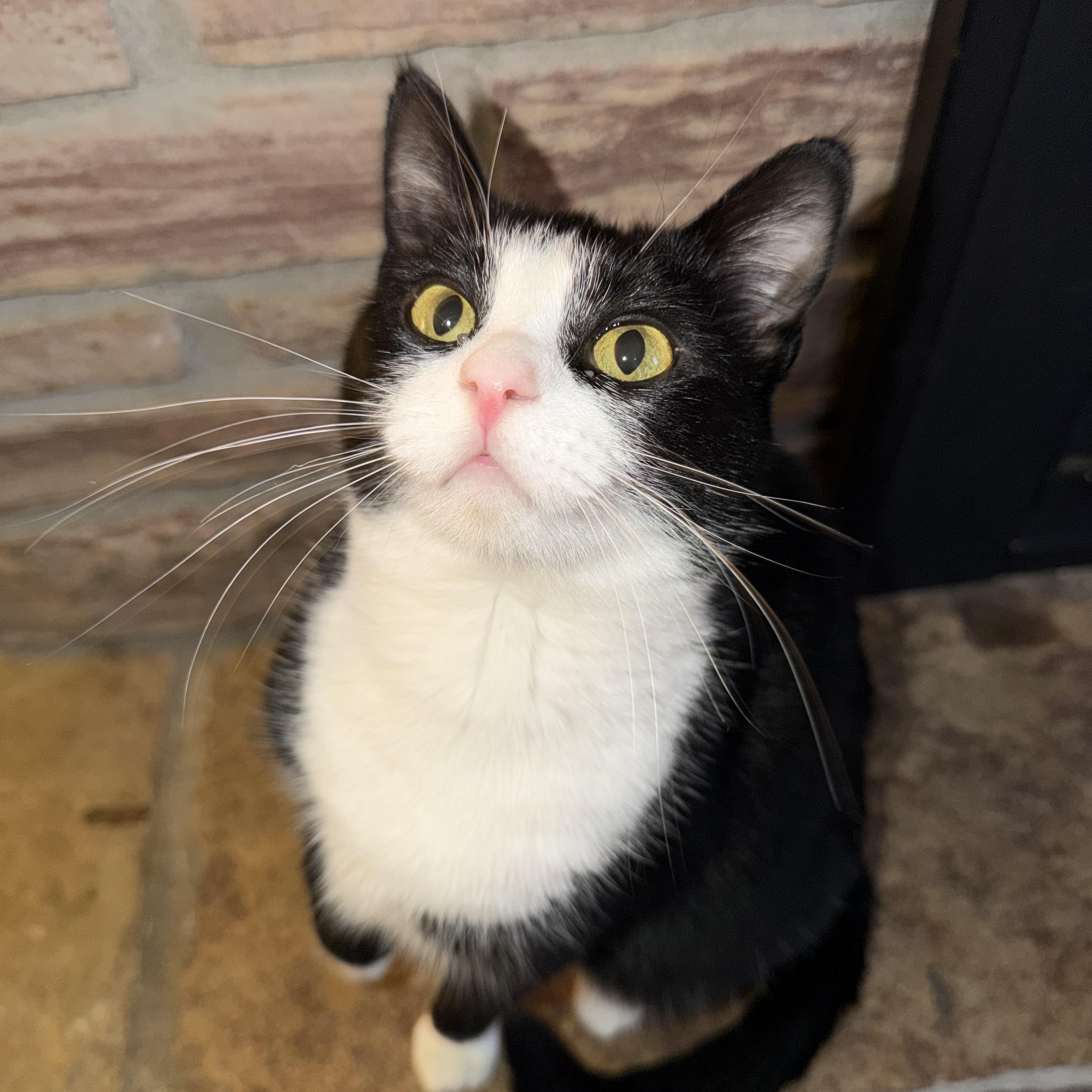 Enlarge Tzatziki, a Adoptable Domestic Short Hair in Lacona, NY image 1/6