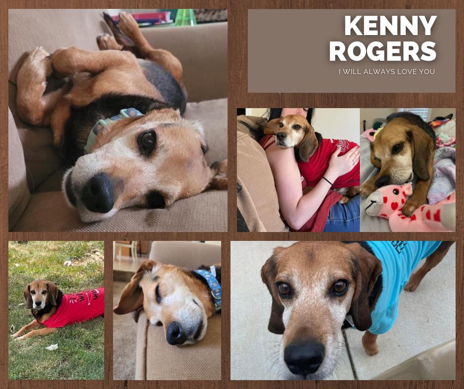 Kenny, Adoptable, Adult Male Beagle.