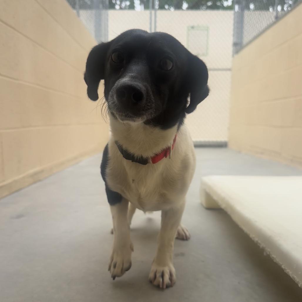 Maury, Adoptable, Adult Male Rat Terrier & Mixed Breed.