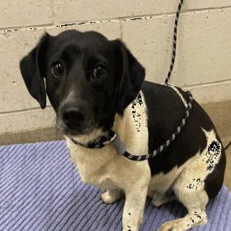 Enlarge Maury, a Adoptable mixed breed in Buellton, CA image 1/2