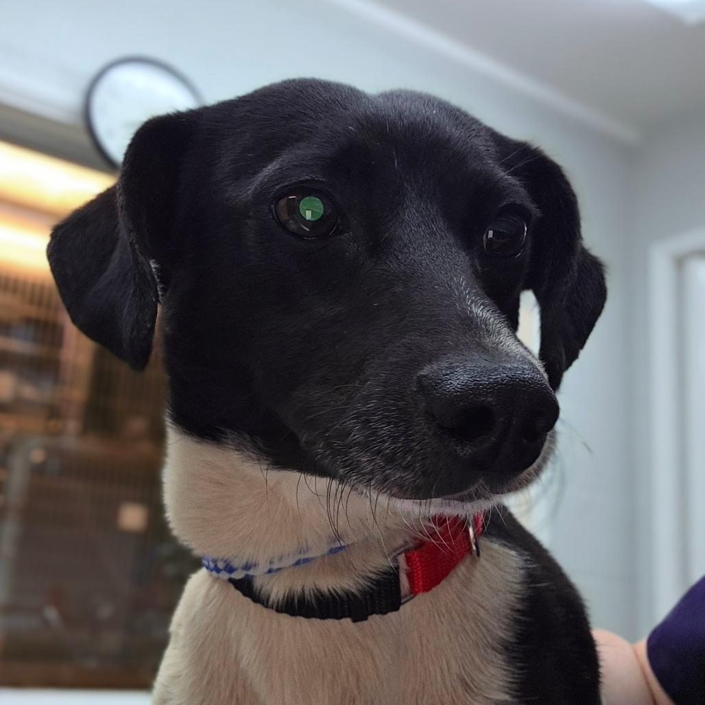 Enlarge Maury, a Adoptable mixed breed in Buellton, CA image 2/2