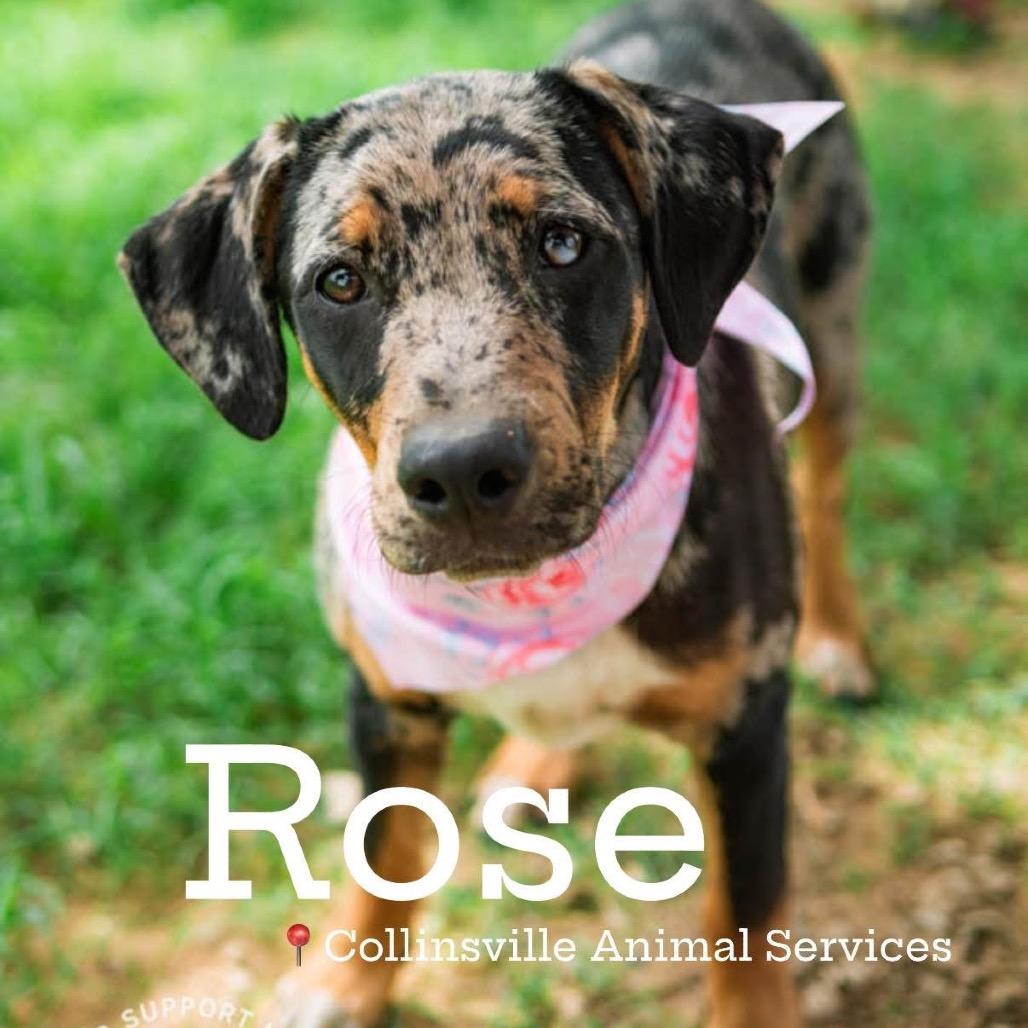 Rose, Adoptable, Puppy Female Catahoula Leopard Dog & Doberman Pinscher.
