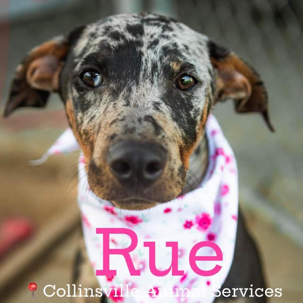 Enlarge Rose, a Adoptable mixed breed in Collinsville , OK image 2/6