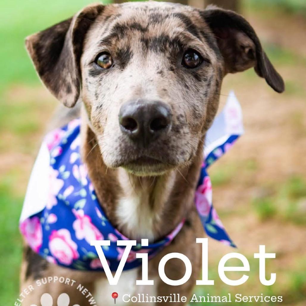 Enlarge Rose, a Adoptable mixed breed in Collinsville , OK image 3/6