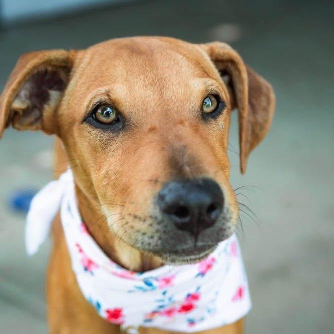 Enlarge Rose, a Adoptable mixed breed in Collinsville , OK image 4/6
