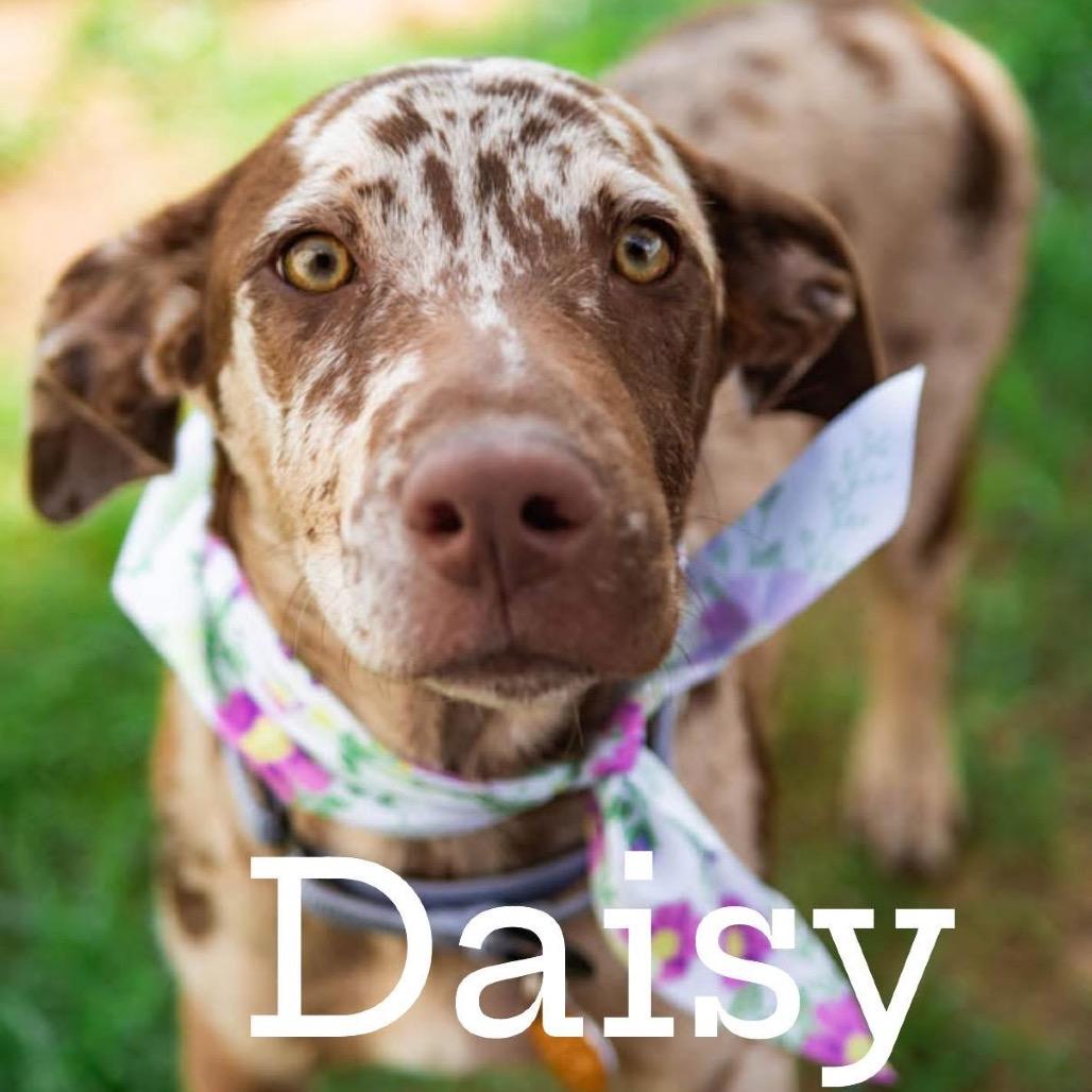 Enlarge Rose, a Adoptable mixed breed in Collinsville , OK image 5/6
