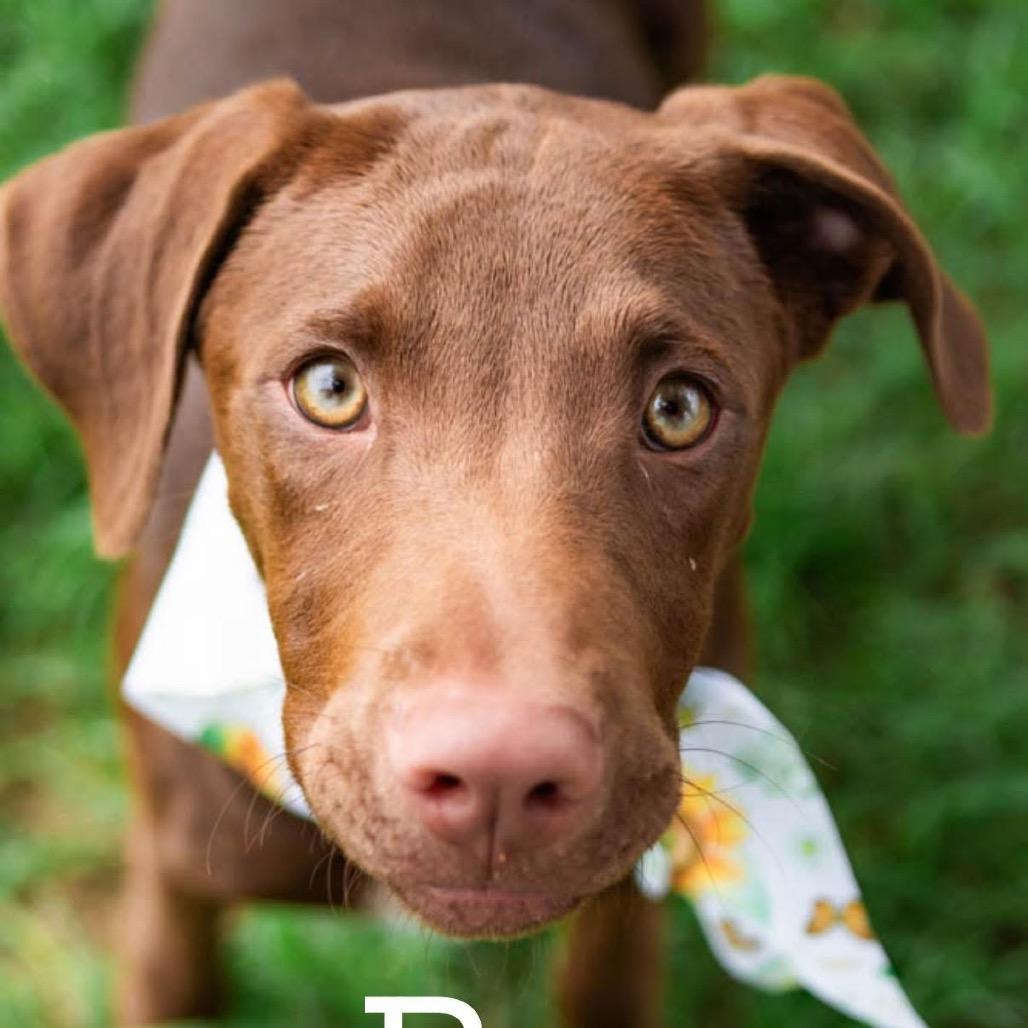 Enlarge Rose, a Adoptable mixed breed in Collinsville , OK image 6/6