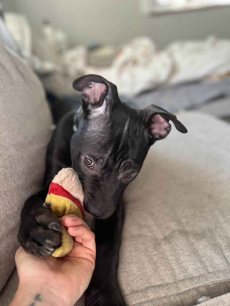 Xylo (“RJ”), Adoptable, Puppy Male Pit Bull Terrier.