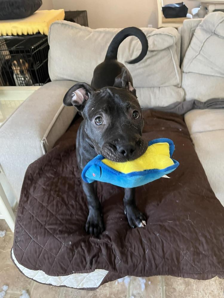 Xylo (“RJ”), Adoptable, Puppy Male Pit Bull Terrier.