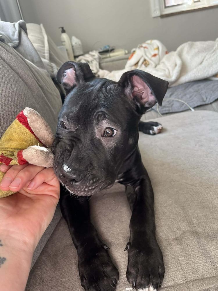 Enlarge Xylo (“RJ”), a Adoptable mixed breed in Springdale, PA image 3/6