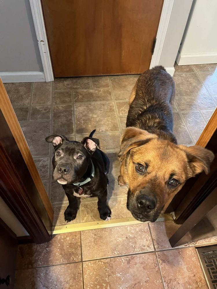 Enlarge Xylo (“RJ”), a Adoptable mixed breed in Springdale, PA image 4/6